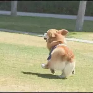 如果柯基是警犬,會發生什麼爆笑的事情呢(有片,超爆笑)