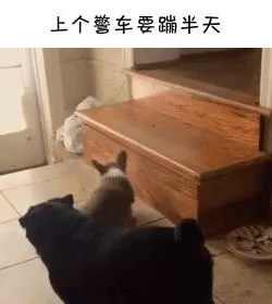 如果柯基是警犬,會發生什麼爆笑的事情呢(有片,超爆笑)