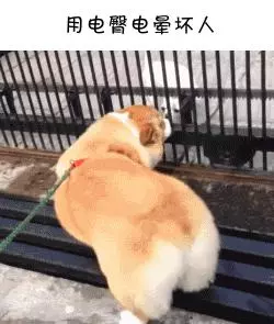 如果柯基是警犬,會發生什麼爆笑的事情呢(有片,超爆笑)