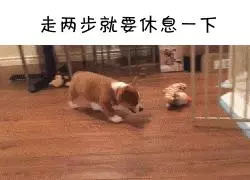 如果柯基是警犬,會發生什麼爆笑的事情呢(有片,超爆笑)