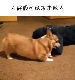 如果柯基是警犬,會發生什麼爆笑的事情呢(有片,超爆笑)