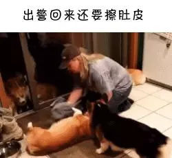 如果柯基是警犬,會發生什麼爆笑的事情呢(有片,超爆笑)