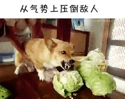 如果柯基是警犬,會發生什麼爆笑的事情呢(有片,超爆笑)