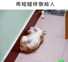 如果柯基是警犬,會發生什麼爆笑的事情呢(有片,超爆笑)