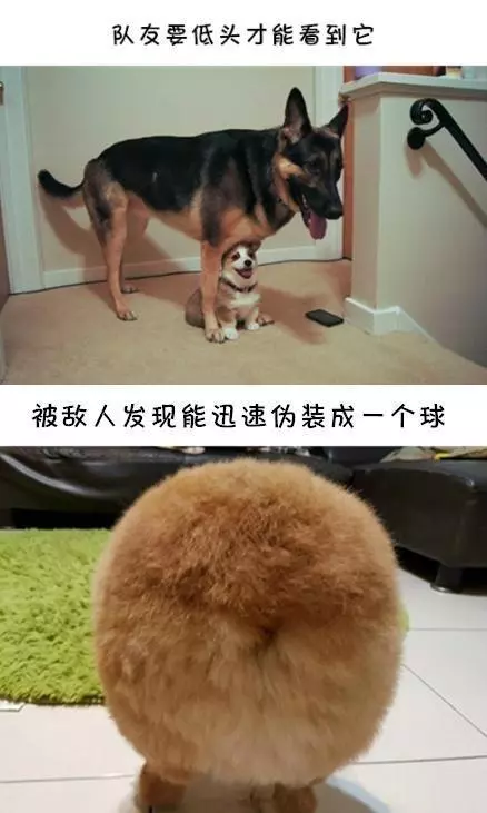 如果柯基是警犬,會發生什麼爆笑的事情呢(有片,超爆笑)
