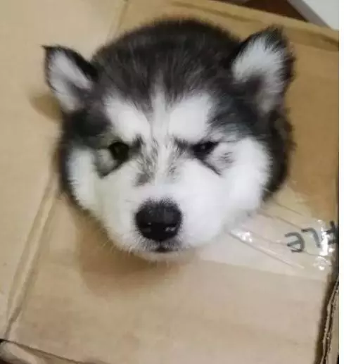 大貓貓遇上小baby,態度超可愛,表情很無耐