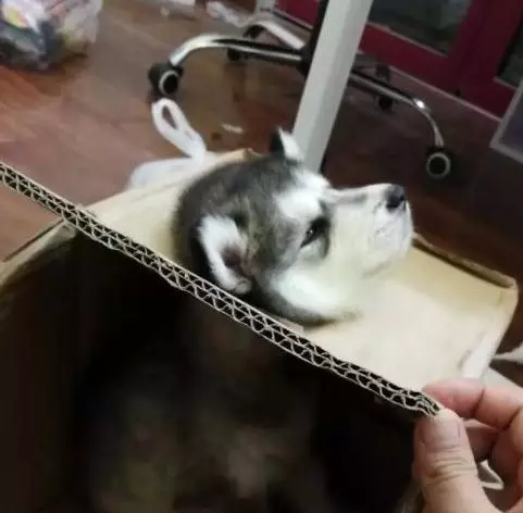 大貓貓遇上小baby,態度超可愛,表情很無耐