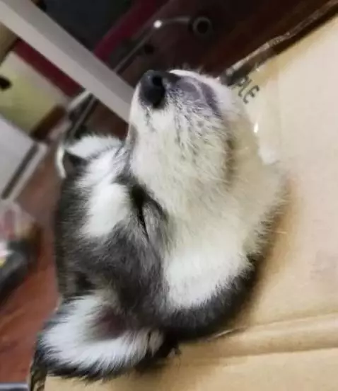 大貓貓遇上小baby,態度超可愛,表情很無耐