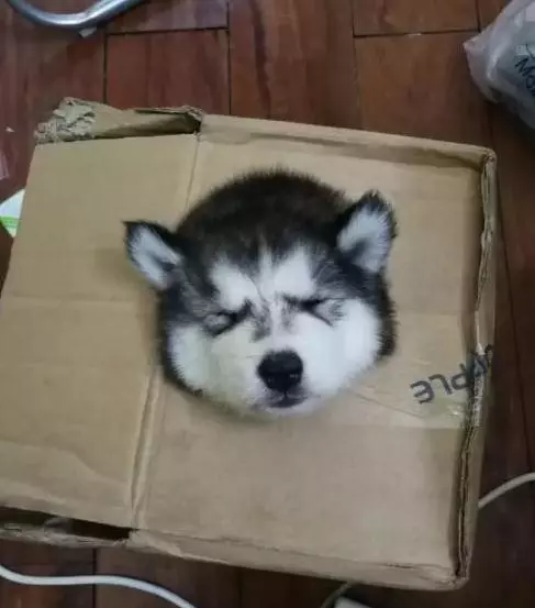 大貓貓遇上小baby,態度超可愛,表情很無耐