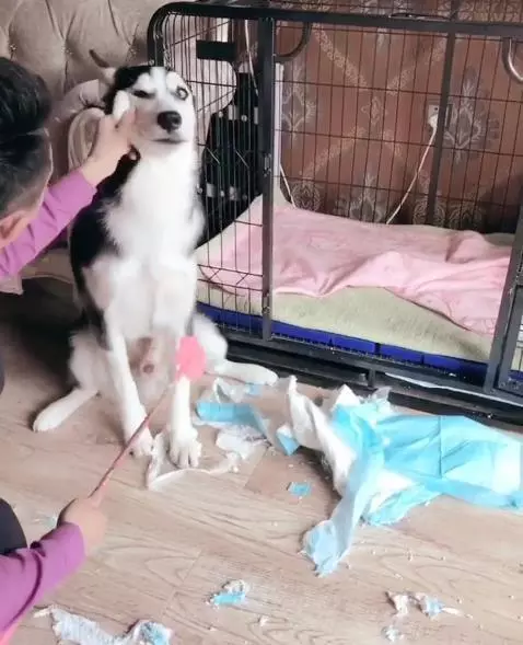 二哈趁主人睡覺拆家,主人醒來後懲罰二哈的方式笑抽網友