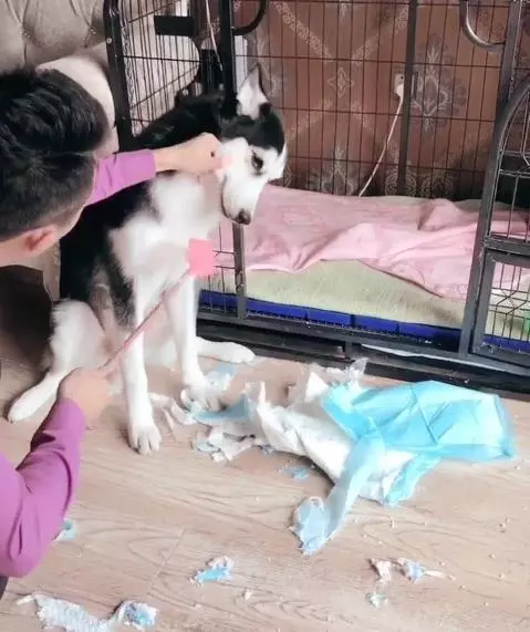 二哈趁主人睡覺拆家,主人醒來後懲罰二哈的方式笑抽網友