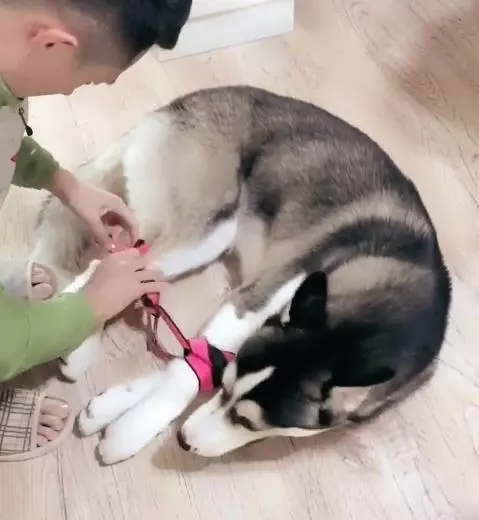 二哈趁主人睡覺拆家,主人醒來後懲罰二哈的方式笑抽網友