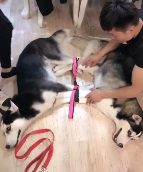 二哈趁主人睡覺拆家,主人醒來後懲罰二哈的方式笑抽網友