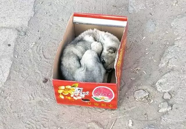 二哈趁主人睡覺拆家,主人醒來後懲罰二哈的方式笑抽網友