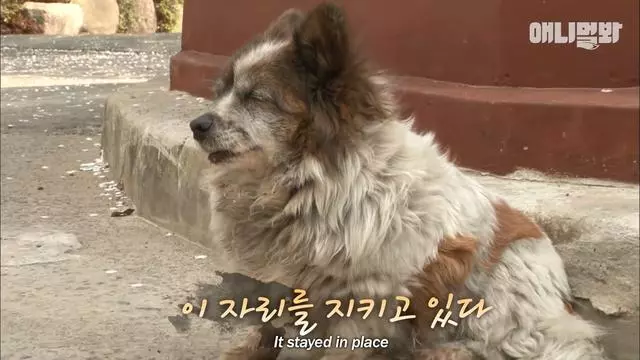 忠心狗狗原地等待10年,從幼崽變成老狗,依舊在等候主人