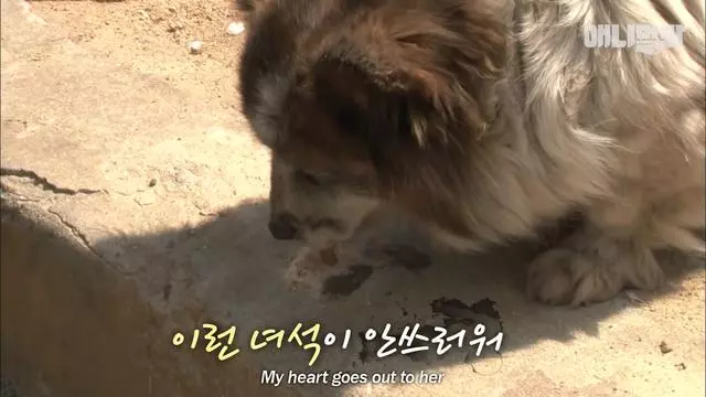 忠心狗狗原地等待10年,從幼崽變成老狗,依舊在等候主人
