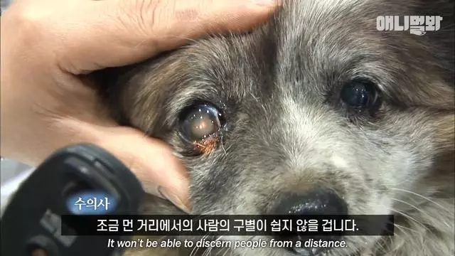 忠心狗狗原地等待10年,從幼崽變成老狗,依舊在等候主人