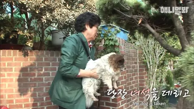 忠心狗狗原地等待10年,從幼崽變成老狗,依舊在等候主人