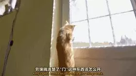貓咪的這12個野蠻行為,越嚴重就代表愛你愛得越深沉