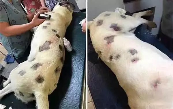 主人必學急救方法,關鍵時刻救狗一命