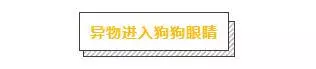 主人必學急救方法,關鍵時刻救狗一命