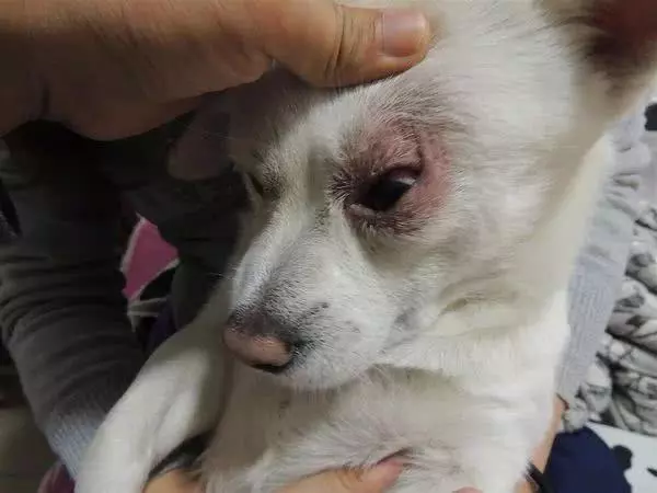 主人必學急救方法,關鍵時刻救狗一命