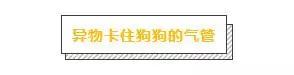 主人必學急救方法,關鍵時刻救狗一命
