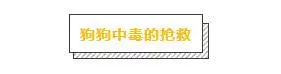 主人必學急救方法,關鍵時刻救狗一命