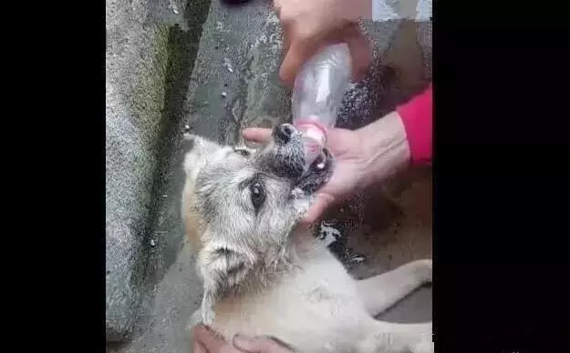 主人必學急救方法,關鍵時刻救狗一命