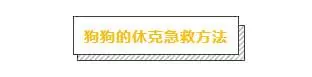 主人必學急救方法,關鍵時刻救狗一命