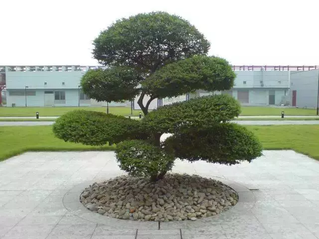 植物風水學知識,庭院種樹必知!