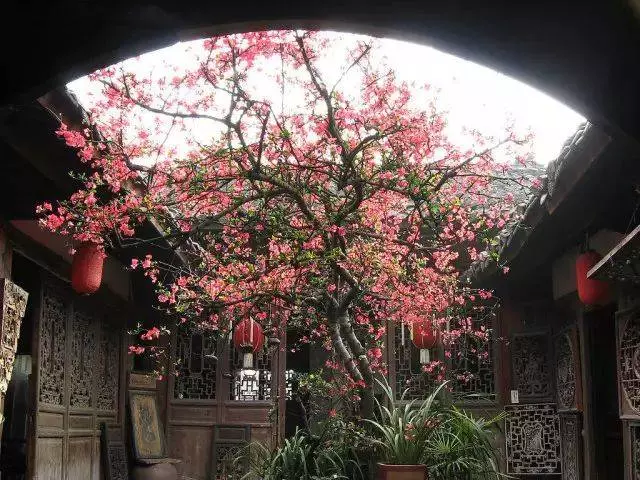 植物風水學知識,庭院種樹必知!