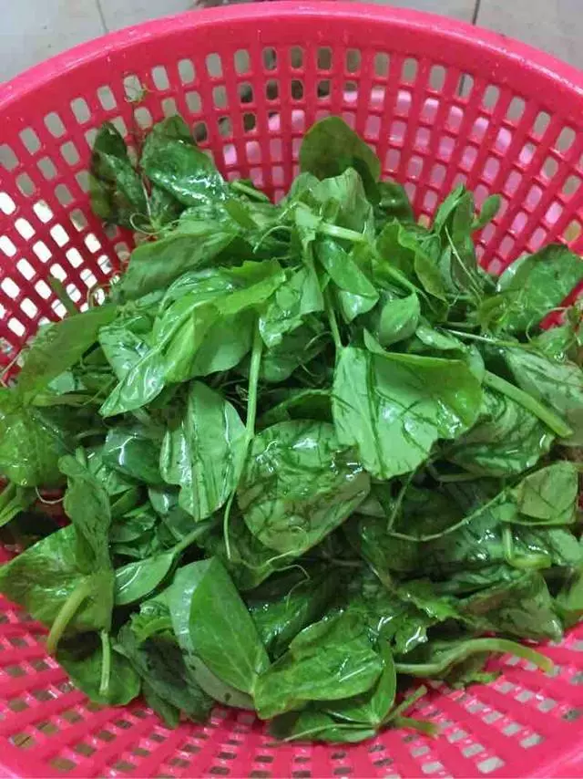 這菜對眼睛好,勝過胡蘿蔔,熬夜用眼、眼乾澀疲勞者要多吃!