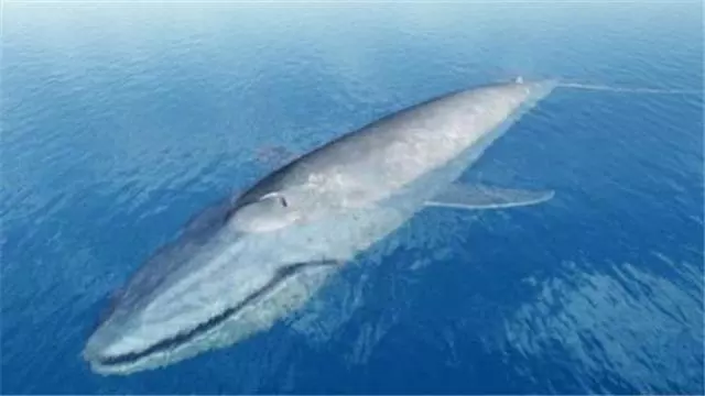 體型大的動物都很笨拙?藍鯨那麼大,為什麼鯊魚餓了不去咬它?