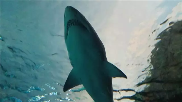 體型大的動物都很笨拙?藍鯨那麼大,為什麼鯊魚餓了不去咬它?