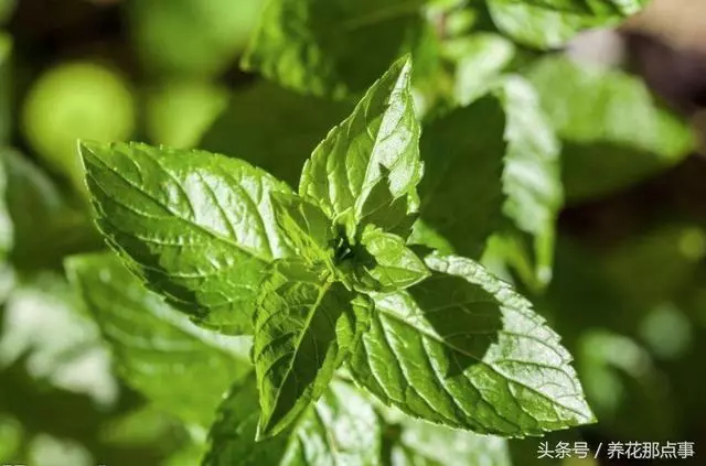 我不是神藥是草藥,盤點那些常並且適合家庭種植的11種藥用植物