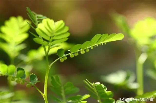 我不是神藥是草藥,盤點那些常並且適合家庭種植的11種藥用植物