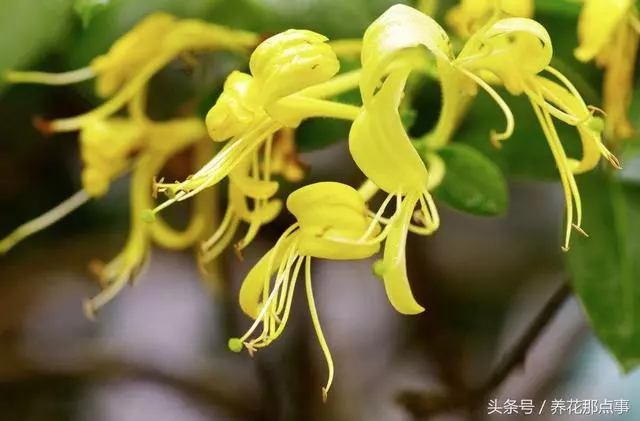 我不是神藥是草藥,盤點那些常並且適合家庭種植的11種藥用植物