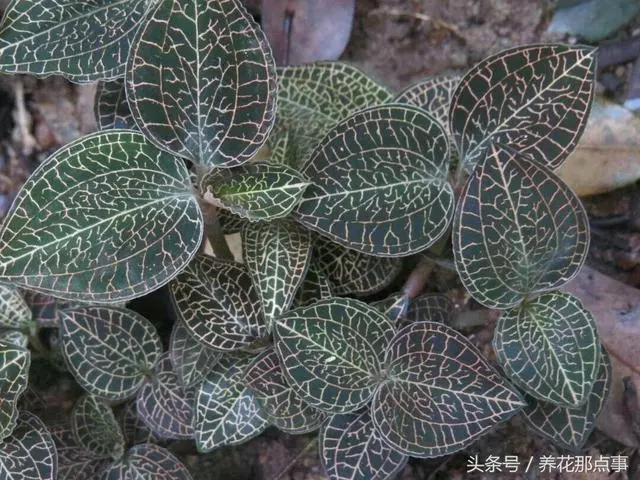 我不是神藥是草藥,盤點那些常並且適合家庭種植的11種藥用植物