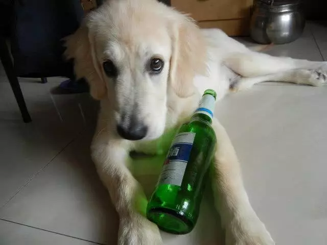 金毛趁主人不注意偷喝主人一瓶啤酒,結果酒量太差睡了整整一天