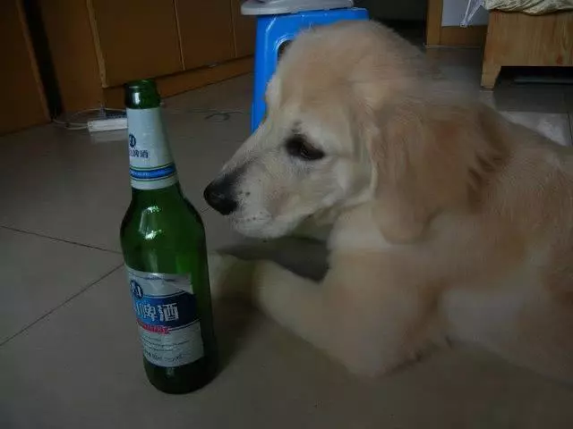 金毛趁主人不注意偷喝主人一瓶啤酒,結果酒量太差睡了整整一天