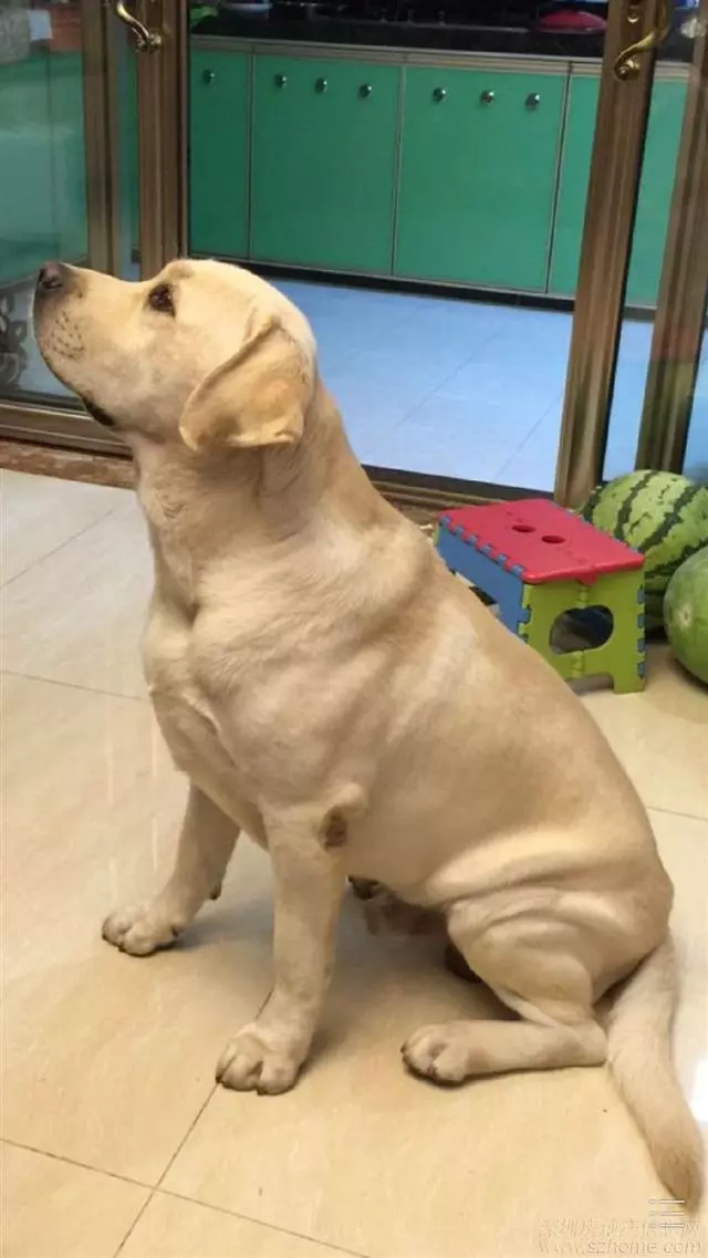 狗狗忠心不吃不喝守在主人床邊不肯走,只因為擔心感冒的主人