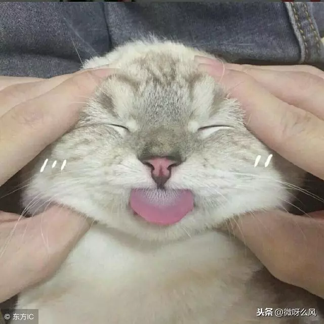 奴才都不懂!4個「其實是貓養你」證據:還不快謝主隆恩~