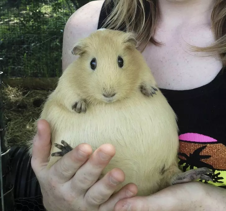 一次就要懷個10幾胞胎… 24張照片看見「動物界孕媽」的偉大 - 寵物星人的秘密基地