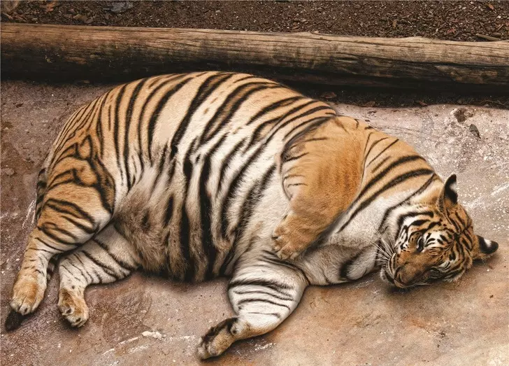 一次就要懷個10幾胞胎… 24張照片看見「動物界孕媽」的偉大 - 寵物星人的秘密基地