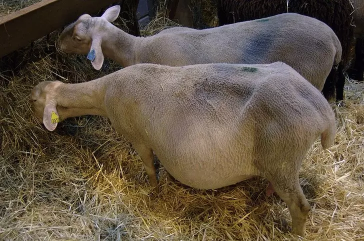 一次就要懷個10幾胞胎… 24張照片看見「動物界孕媽」的偉大 - 寵物星人的秘密基地