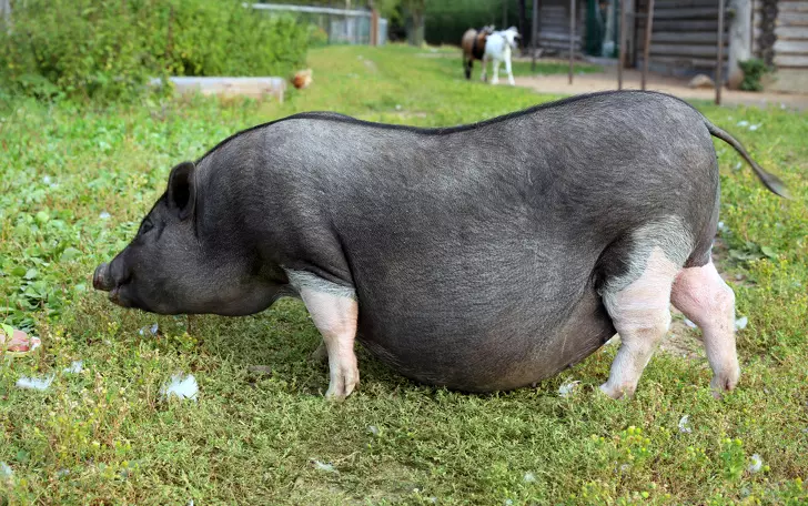 一次就要懷個10幾胞胎… 24張照片看見「動物界孕媽」的偉大 - 寵物星人的秘密基地