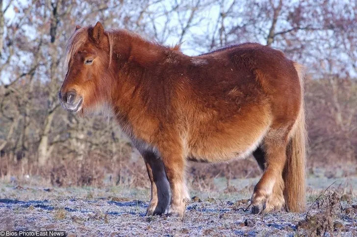 一次就要懷個10幾胞胎… 24張照片看見「動物界孕媽」的偉大 - 寵物星人的秘密基地