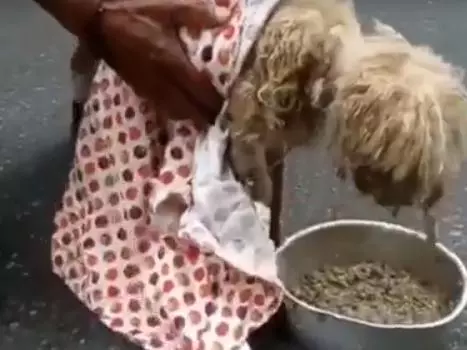 「悲慘骷髏狗」埋頭狂嗑飯好心疼!獲救後 蛻變「燦笑小毛球」惹哭1683萬網友了!