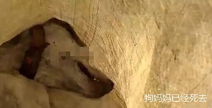 女子下樓倒垃圾,聽到垃圾桶內傳出異響,打開蛇皮袋後破口大罵